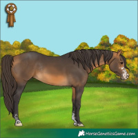 Horse Color:Buckskin Sabino Rabicano 