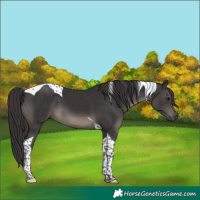 Horse Color:Smoky Black Tobiano