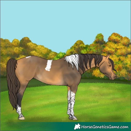 Horse Color:Buckskin Tobiano