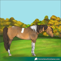 Horse Color:Buckskin Tobiano 