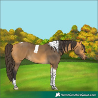 Horse Color:Buckskin Tobiano 