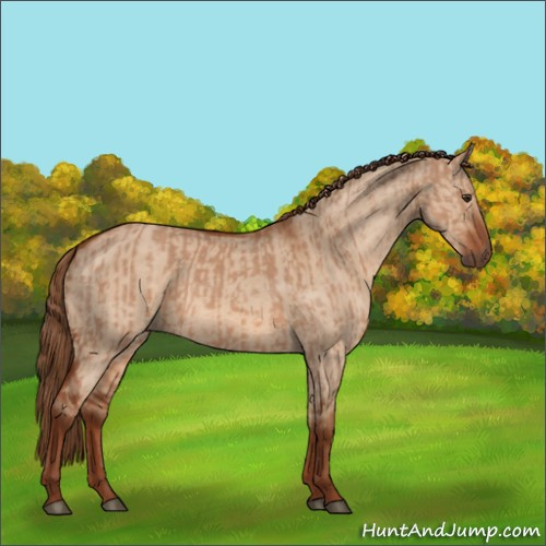 Horse Color:Red Dun and Red Dun