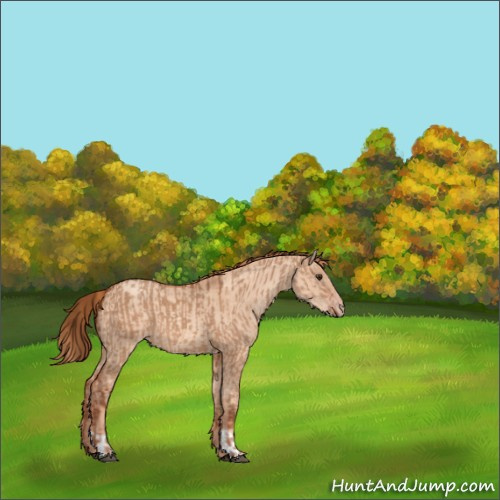 Horse Color:Red Dun and Gold Champagne Dun