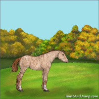 Horse Color:Red Dun  and Gold Champagne Dun 