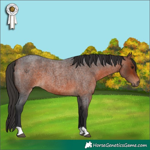 Horse Color:Bay Roan 