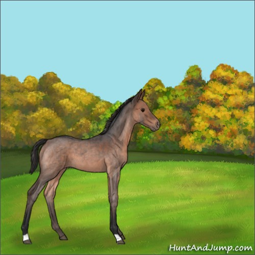 Horse Color:Brown Roan 