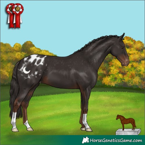 Horse Color:Liver Chestnut Appaloosa 