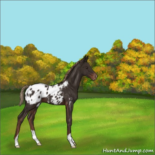 Horse Color:Liver Chestnut Appaloosa 