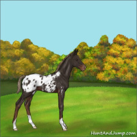 Horse Color:Liver Chestnut Appaloosa
