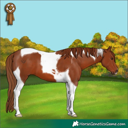 Horse Color:Chestnut Tobiano 