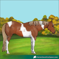 Horse Color:Chestnut Tobiano