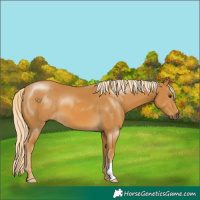 Horse Color:Palomino 