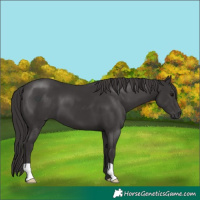 Horse Color:Smoky Black 