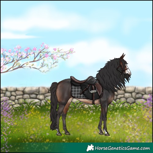 Horse Color:Bay Sabino 