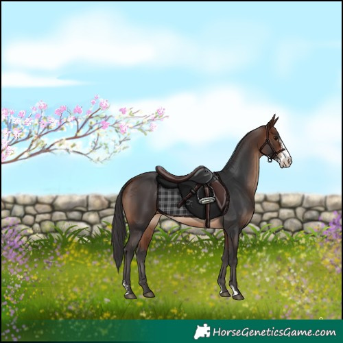 Horse Color:Bay Sabino 