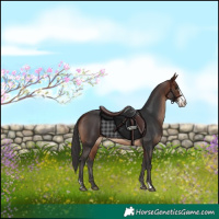 Horse Color:Bay Sabino