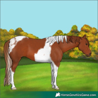 Horse Color:Chestnut Tobiano 