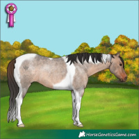 Horse Color:Brown Roan Dun Tobiano