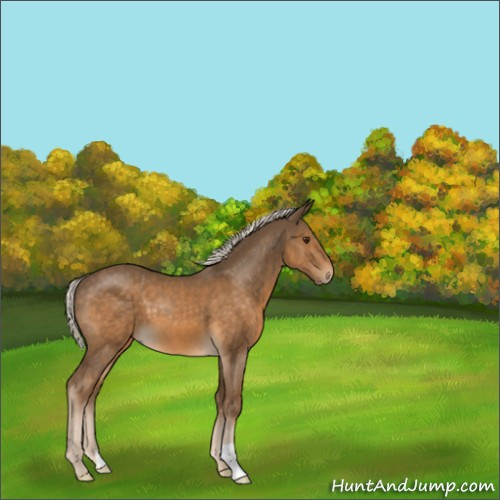 Horse Color:Chocolate Palomino 