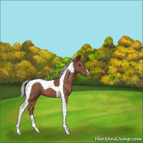 Horse Color:Silver Black Tobiano 