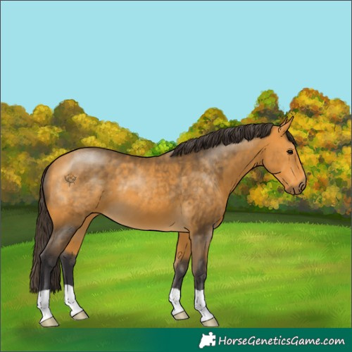 Horse Color:Buckskin 