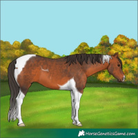 Horse Color:Bay Tobiano 