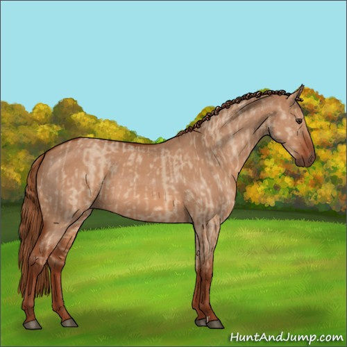 Horse Color:Red Dun and Red Dun