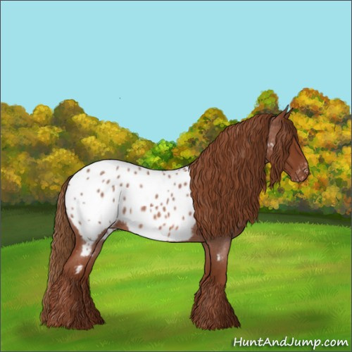 Horse Color:Red Roan Appaloosa