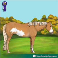 Horse Color:Palomino Frame