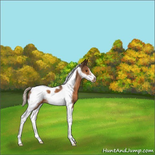 Horse Color:Chocolate Palomino Tobiano Frame 