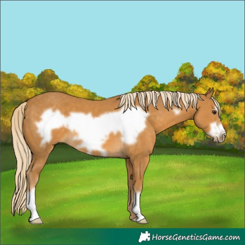 Horse Color:Palomino Frame 