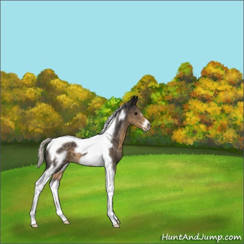 Horse Color:Silver Smoky Black Tobiano Frame 