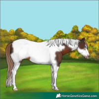Horse Color:Liver Chestnut Tobiano Frame 