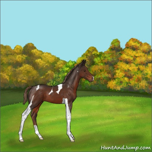 Horse Color:Liver Chestnut Tobiano 