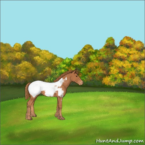 Horse Color:Chestnut Appaloosa 