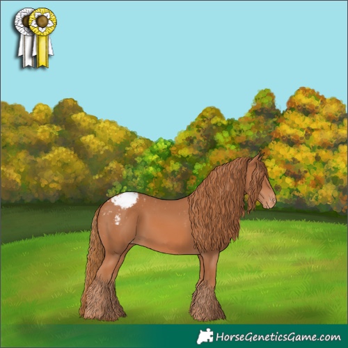 Horse Color:Chestnut Appaloosa 