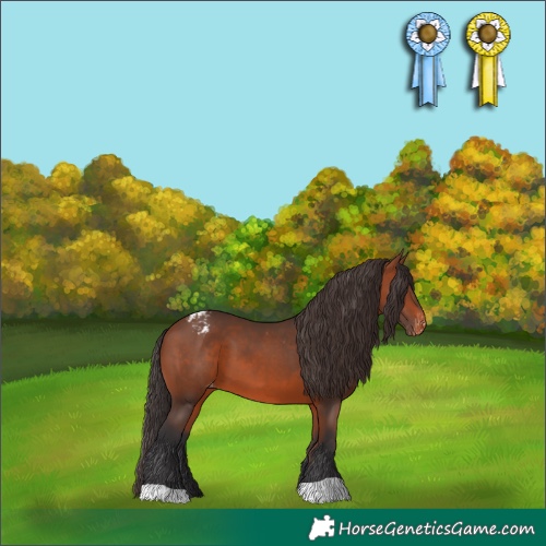 Horse Color:Bay Appaloosa 