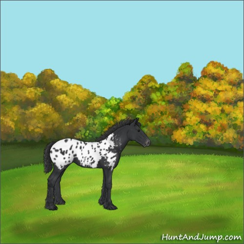 Horse Color:Black Appaloosa 
