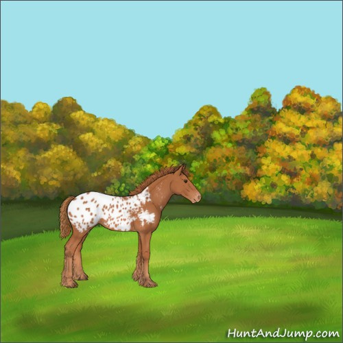 Horse Color:Chestnut Appaloosa 