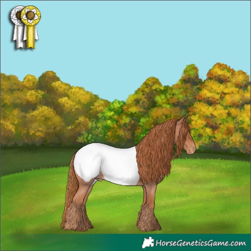 Horse Color:Red Roan Appaloosa 