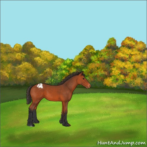 Horse Color:Bay Appaloosa 