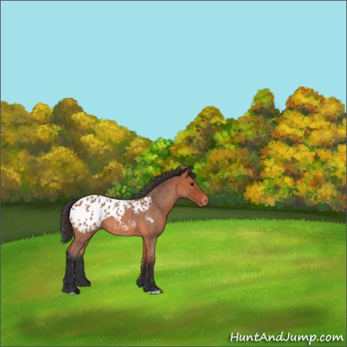 Horse Color:Bay Roan Appaloosa 