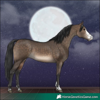 Horse Color:Bay Dun Sabino 