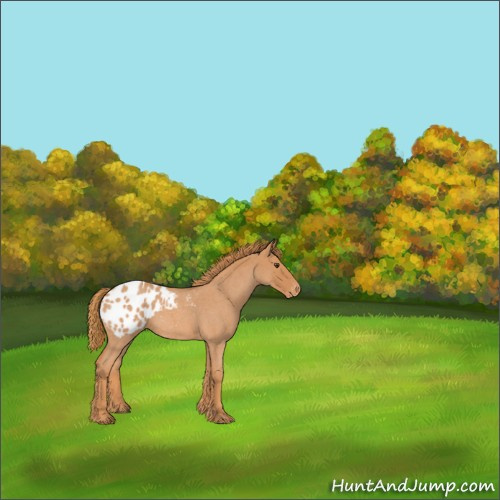 Horse Color:Red Roan Appaloosa 