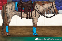 Horse Color:Grullo Brindle  and Red Dun Brindle 