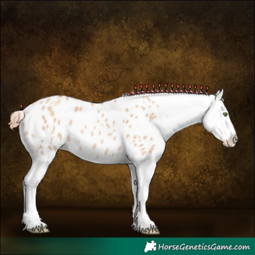Horse Color:Gold Champagne Dun Appaloosa  and Gold Champagne Dun Appaloosa 