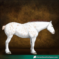 Horse Color:Gold Champagne Dun Appaloosa  and Gold Champagne Dun Appaloosa 