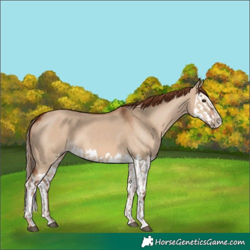 Horse Color:Red Dun and Red Dun Splash