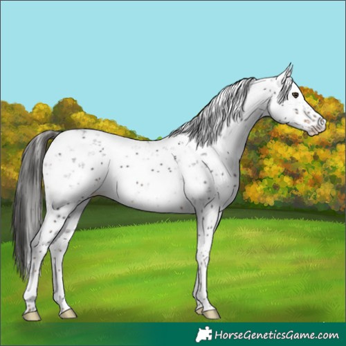 Horse Color:Liver Chestnut Sabino