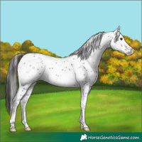 Horse Color:Liver Chestnut Sabino 